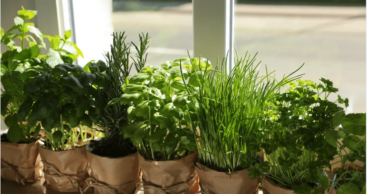 Wellbeing: Create Your Therapy Garden  - Teladoc Health UK