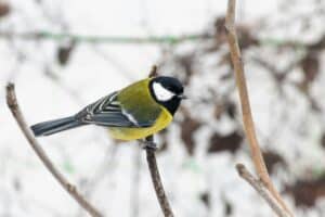 Nature - A Catalyst for Positive Mental Health - Teladoc Health UK