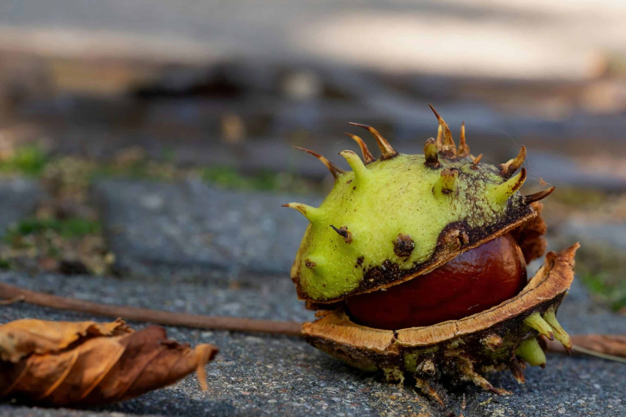 Nature a Catalyst for Positive Mental Health - Teladoc Health UK