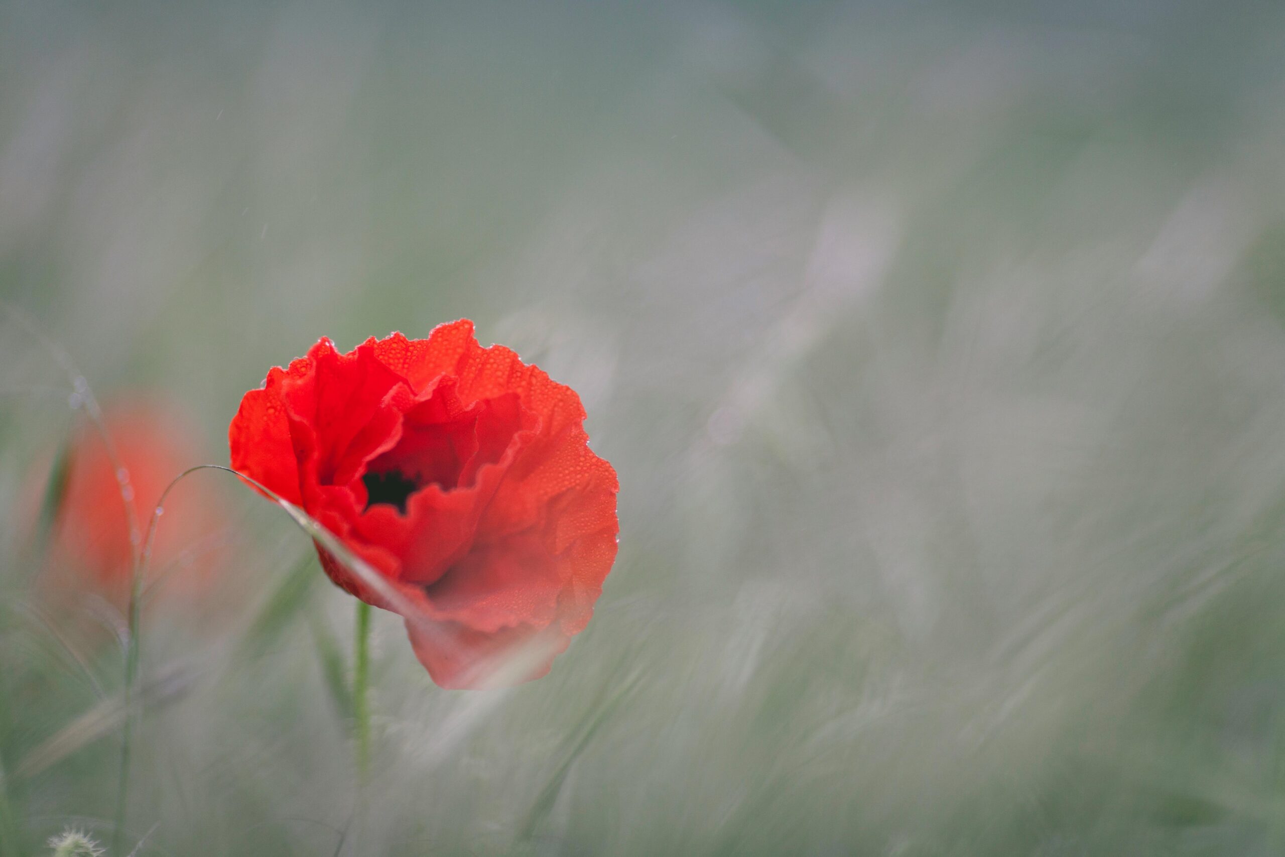 The Power of Connecting: What Remembrance Day means to me - Teladoc Health UK